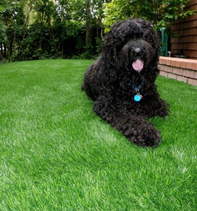 Pet Friendly Artificial Turf in Canberra        