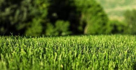 Artificial Turf price Canberra